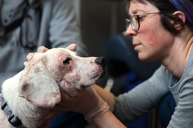 This Seattle vet offers free care for the pets of low-income 