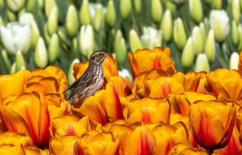 *** READER’S LENS – ONE TIME USE ONLY ***

Donna Batch
donnajbatch@gmail.com
Seattle, WA
206-399-7942
D J Batch (but I’m not active on Instagram)

Tulip fields in Mount Vernon, WA
2024/4/2

I made an early morning drive to Mount Vernon to check out the tulip fields. The warmer spring temperatures this year has resulted in an early bloom. I could hear this little song sparrow long before I could spot it among the sea of tulip blooms. The photo was taken with a Canon EOS R7 camera and it is cropped to better see the sparrow.  Happy spring!	

Sparrow – raw original.jpg
I agree to the Readers Lens Terms and Conditions
11:47:31 05 Apr, 2024