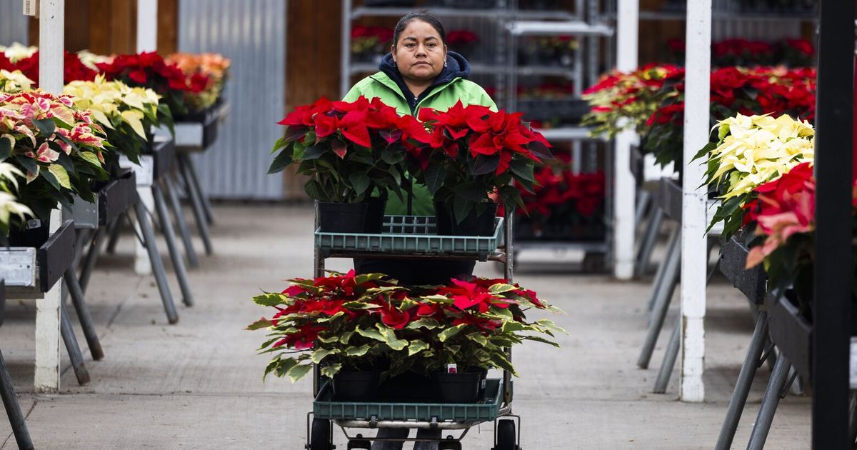 Molbak’s plans return to Woodinville in a new form