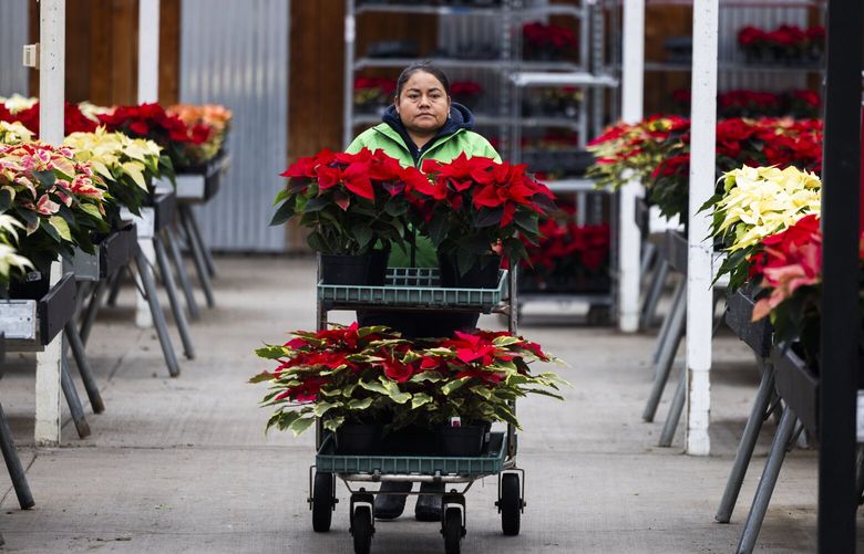 Worker Angelica Santiago moves poinsettias at Molbak’s Garden + Home in Woodinville on Wednesday on Nov. 29, 2023.