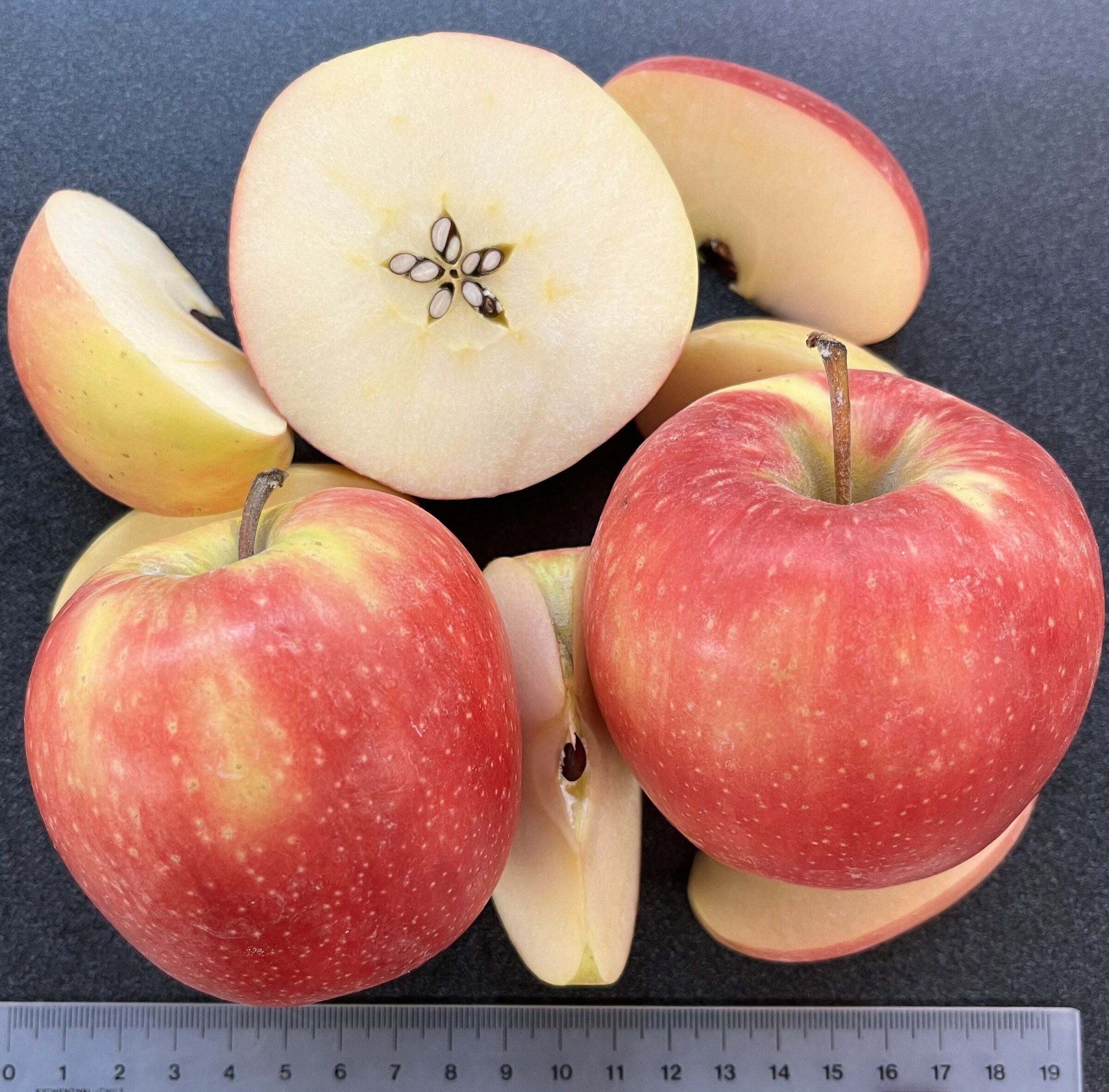 USオリジナル  Flush - Rotten Apple USオリジナル Flush - Rotten Apple USオリジナル Royal Flush