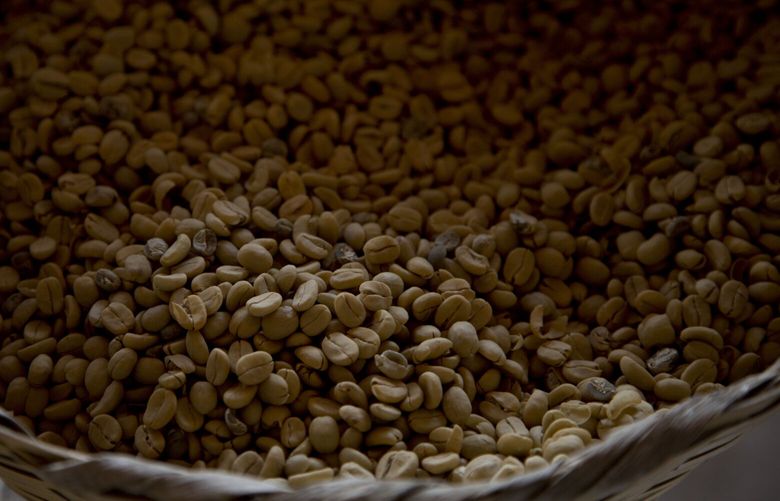 FILE – Arabica coffee beans harvested the previous year are stored at a coffee plantation in Ciudad Vieja, Guatemala, on May 22, 2014. In a study published in the journal Nature Genetics on Monday, April 15, 2024, researchers estimate that Coffea arabica came to be from natural crossbreeding of two other coffee species over 600,000 years ago. (AP Photo/Moises Castillo, File) NY774 NY774
