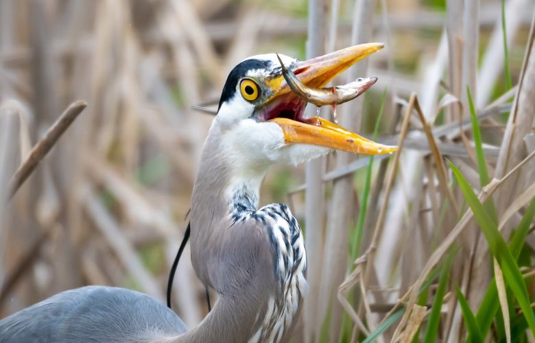 *** READER’S LENS – ONE TIME USE ONLY ***

Robert Denney
denneyrobert1@gmail.com
Seattle
2067552181

Center of Urban Horticulture wetlands, near Husky Stadium
2024/3/30

Herons are great. I came upon this heron at the Center of Urban Horticulture, he/she let me get pretty close and we bonded. It fished while I photographed. In the span of about an hour, it got a pretty good meal of 3 or 4 little fish. The Center is a lovely place to roam and see birdlife.

DSC_6235 (3).jpg
I agree to the Readers Lens Terms and Conditions
21:59:02 31 Mar, 2024