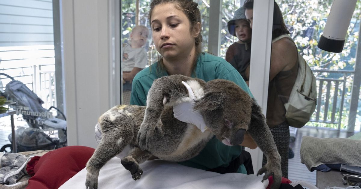 Four wild ways to save the koala (that just might work) | The Seattle Times