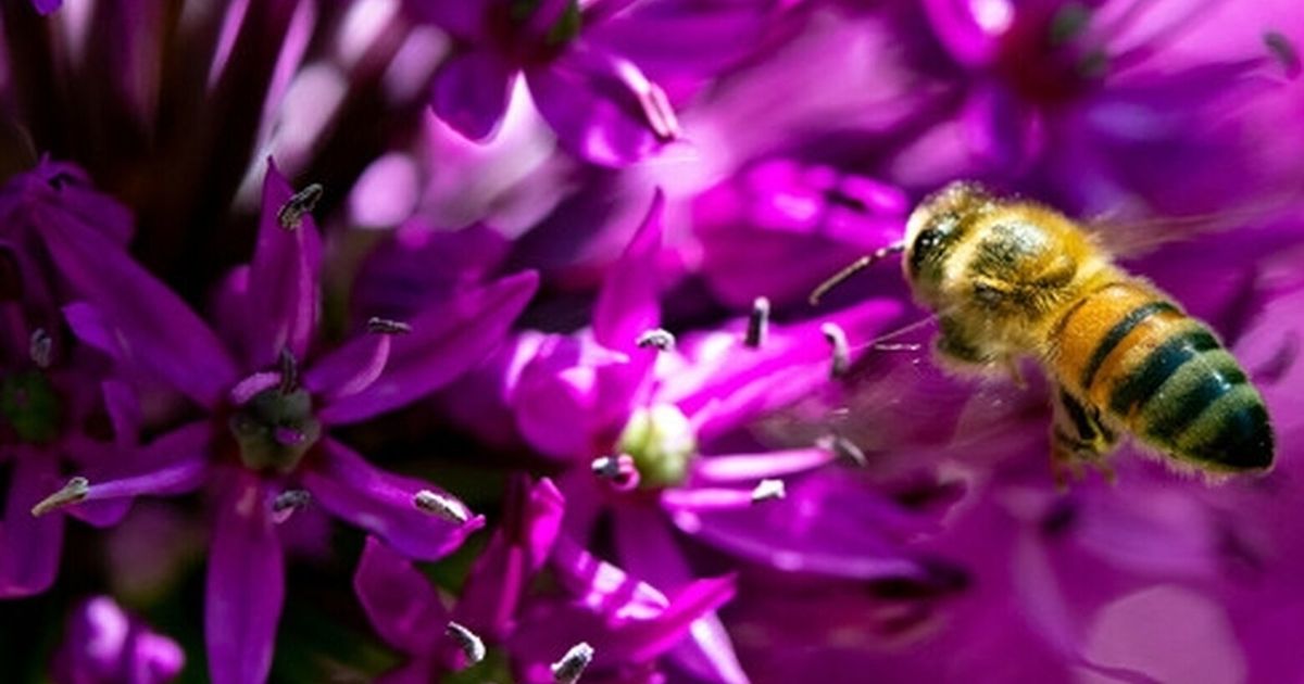 How to garden with pollinators in mind this spring