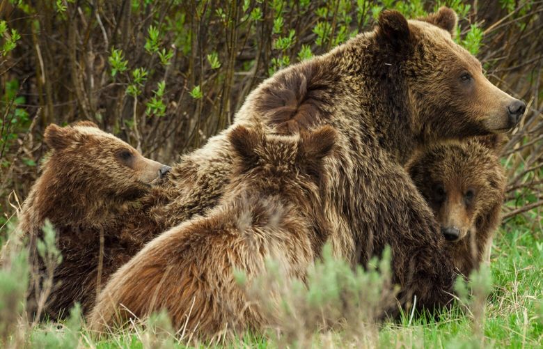 A grizzly bear mother with her three cubs cuddle together after nursing in Grand Teton National Park, Wyoming.