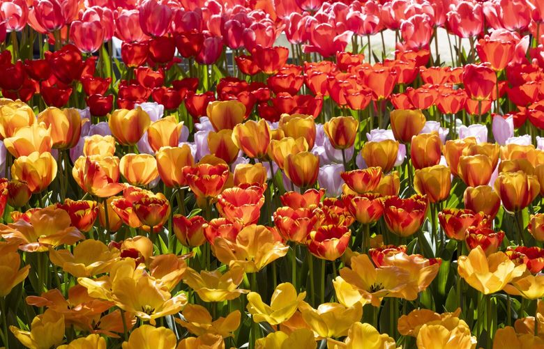 Tulips are in full bloom at RoozenGaarde Flowers & Bulbs in Mt. Vernon Thursday, April 18, 2024.  RoozenGaarde, which features a seven-plus acre display garden, has over 50 acres of tulips and daffodils in their fields. The fields are filled with tens of millions of bulbs. The display garden has over one million bulbs and nearly 200 different tulip, daffodil and other flower types.  Current hours at  RoozenGaarde are from 9 a.m. – 7 p.m.  weekdays and 8 a.m. – 7 p.m. on Saturday and Sunday.  Online tickets are $15/person weekdays and $17/person on weekends.  Walk up weekend tickets are $17/person weekday and $18/person on weekends.  Children under two are free.  April 19-21 are expected to be the busiest days of the year.  Recommended days are April 22 or 23. 226667