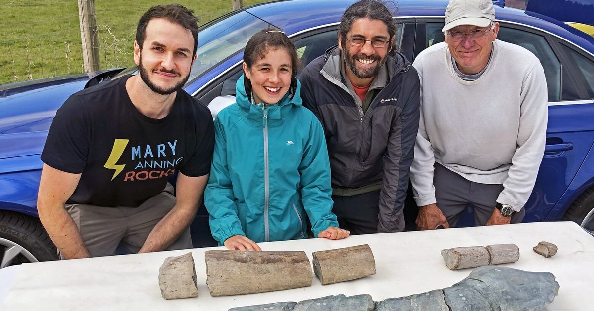 An 11-year-old lady’s fossil to find is the biggest recognized ocean reptile