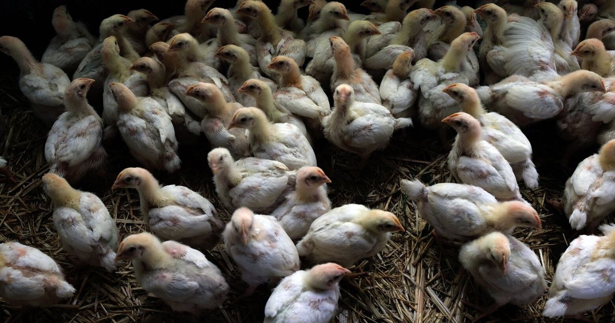 Fragments of bird flu virus discovered in milk | The Seattle Times