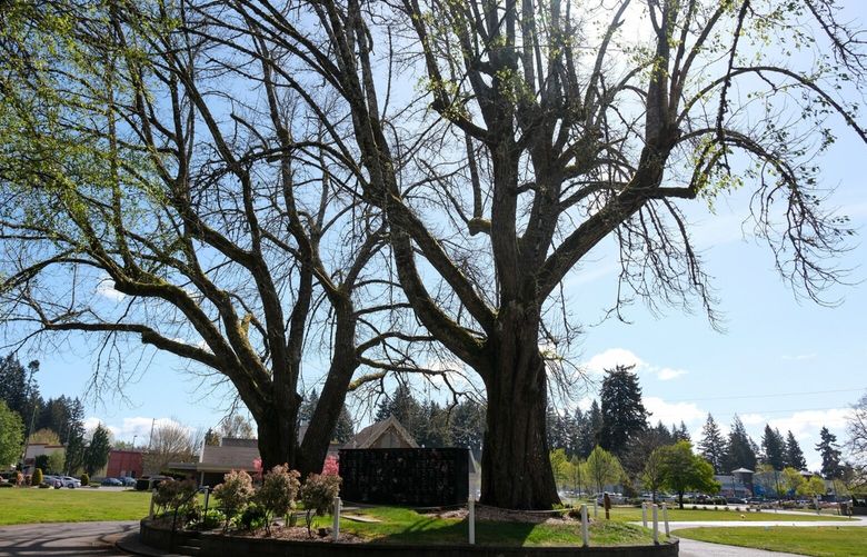 These American chestnuts are at Mills & Mills Funeral Home & Memorial Park. The area is open to the public, but it goes without saying that those visiting the cemetery should be respectful as they visit the trees.