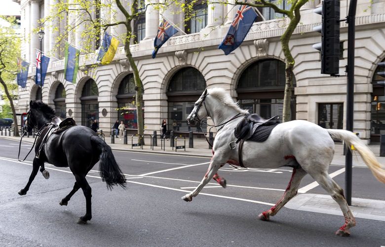 Two horses on the loose bolt through the streets of London near Aldwych, on Wednesday April 24, 2024. (Jordan Pettitt/PA via AP) hor102 hor102