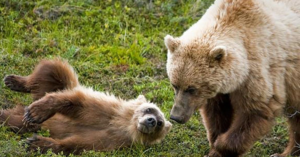 Feds greenlight return of grizzlies to WA’s North Cascades