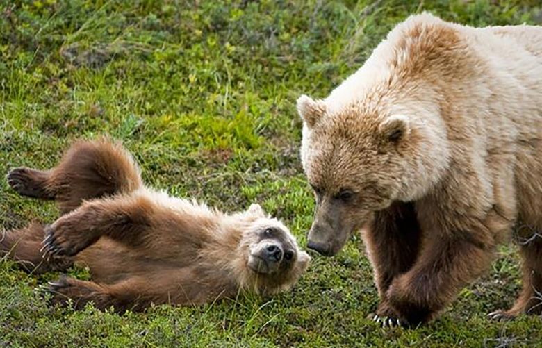 A mother and cub are pictured at an unspecified location. Federal agencies are moving forward to formalize plans to restore the grizzly bear population in North Cascade National Park.