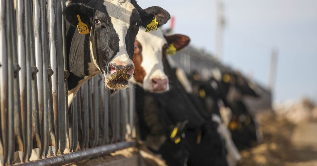 1 in 5 milk samples nationwide shows genetic traces of bird flu | The ...