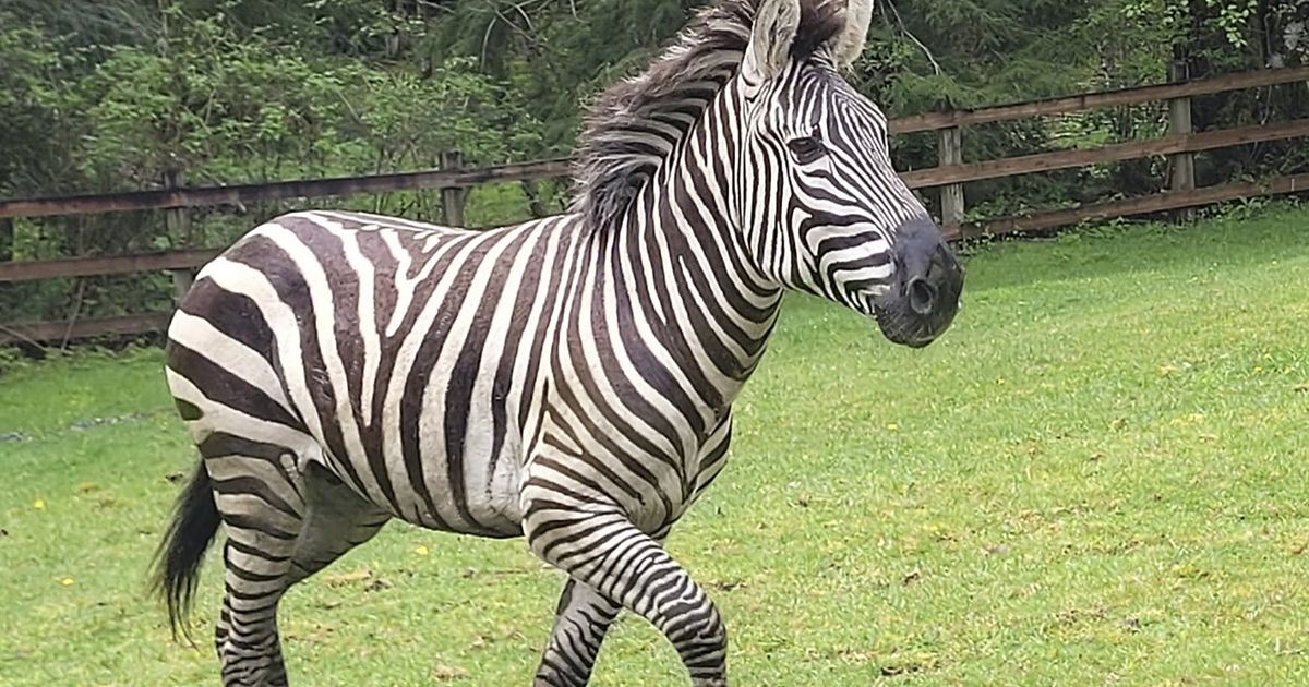 WA’s missing Z the zebra is ever-present on social media | The Seattle ...