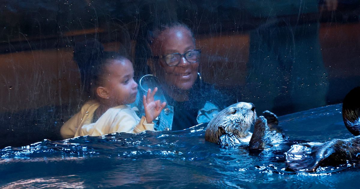 Surrogate otter mom at aquarium rears a pup ‘better than any human ever can’