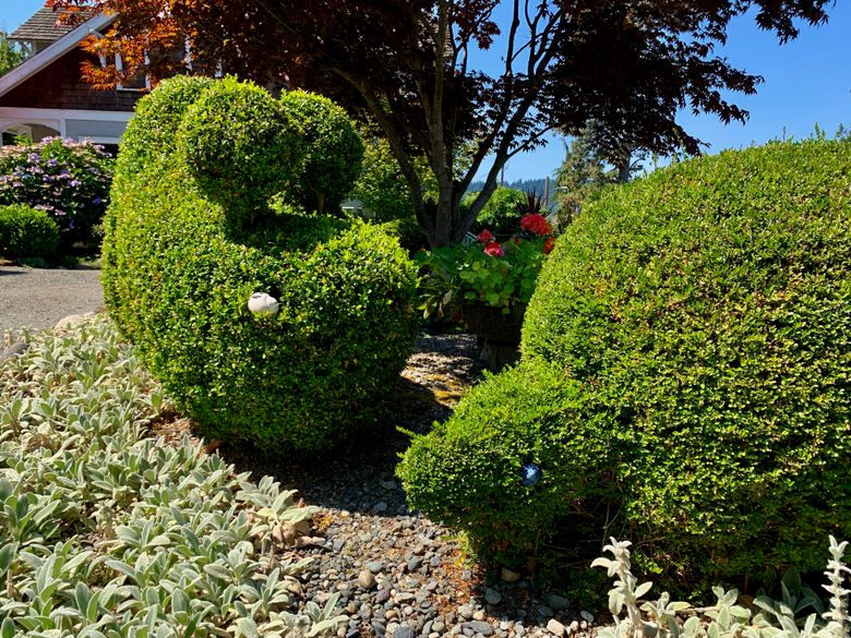 Topiary works best with plants that accept shearing, like this Vashon Island boxwood mouse in Anita Halstead