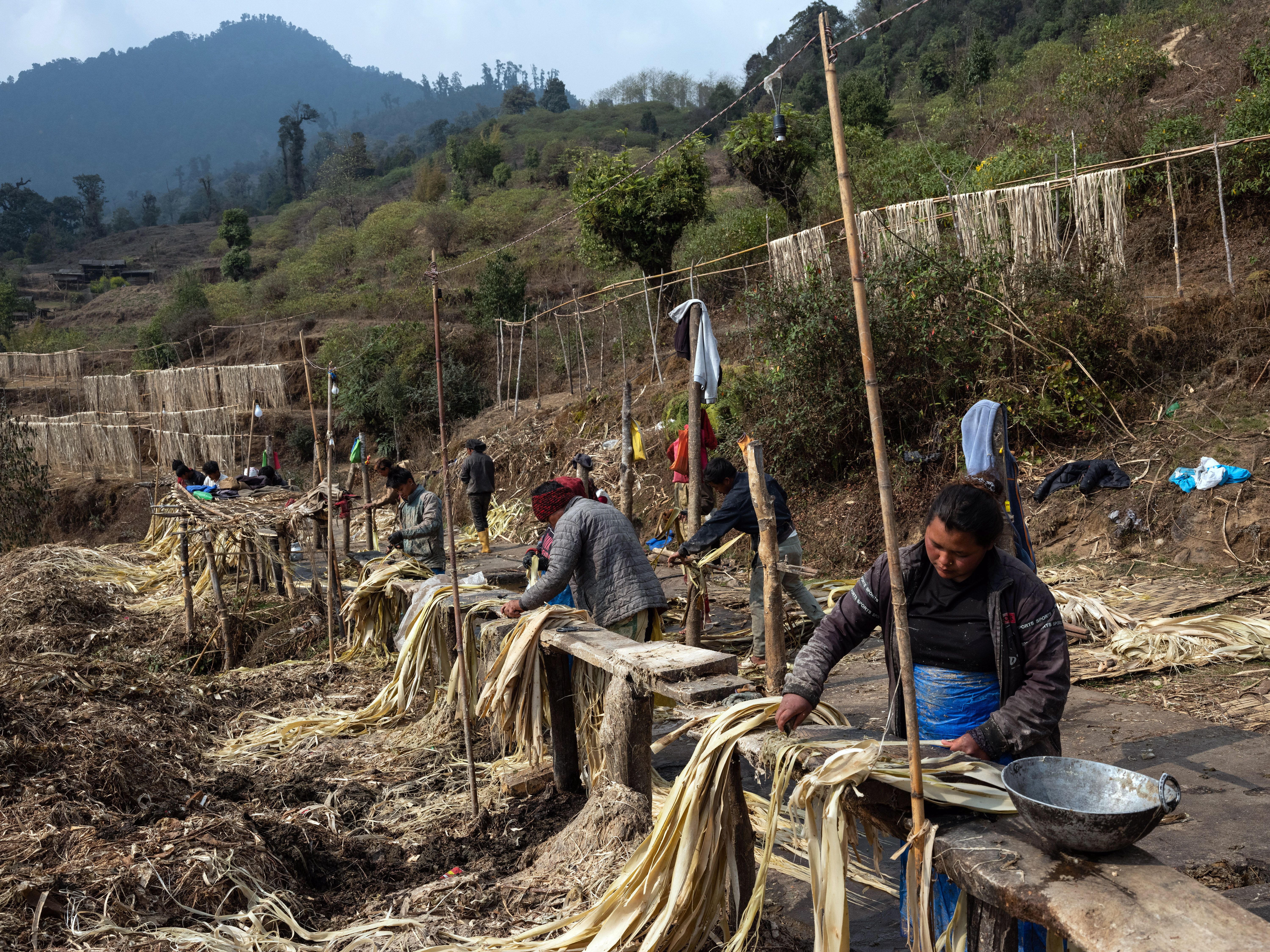 On Himalayan hillsides grows Japan's cold, hard cash | The Seattle