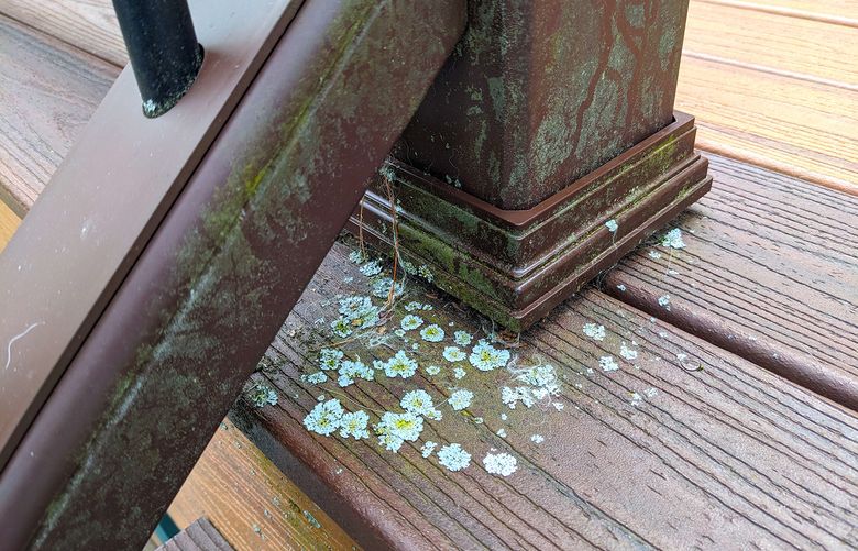 No deck is maintenance-free. You can see algae and lichens that thrive in the shadows on this composite deck and rail system. (Tim Carter/Tribune Content Agency)