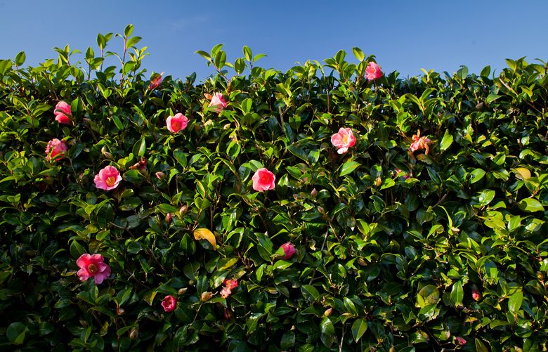 "There are lots of evergreens that bloom. We have some camellias in our collection that are amazing. They’re evergreen but they have flowers with great color beginning in early fall.”