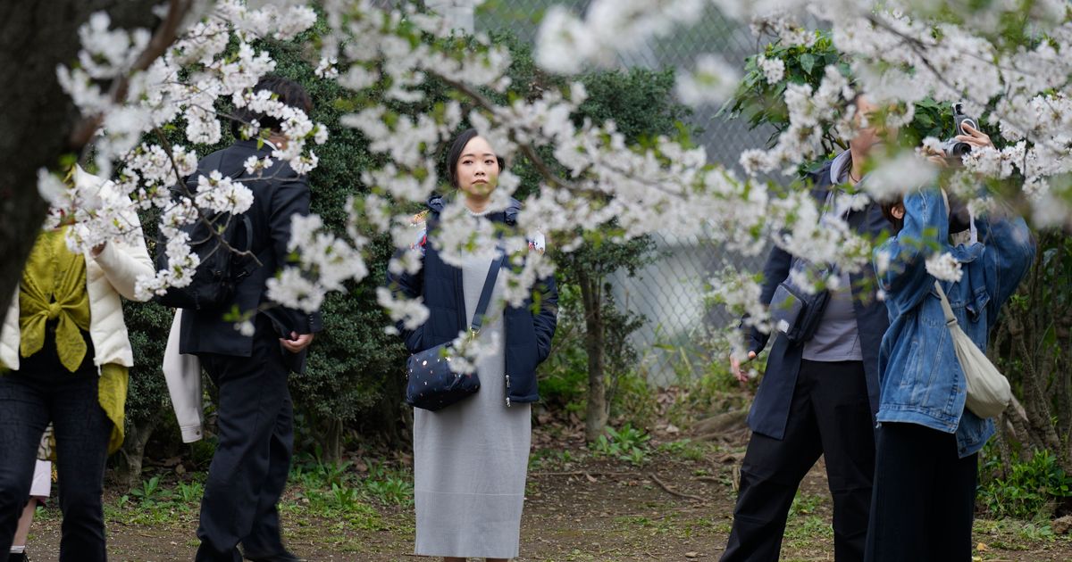 Crowds picnic to see Tokyo’s cherry blossoms at full bloom | The ...