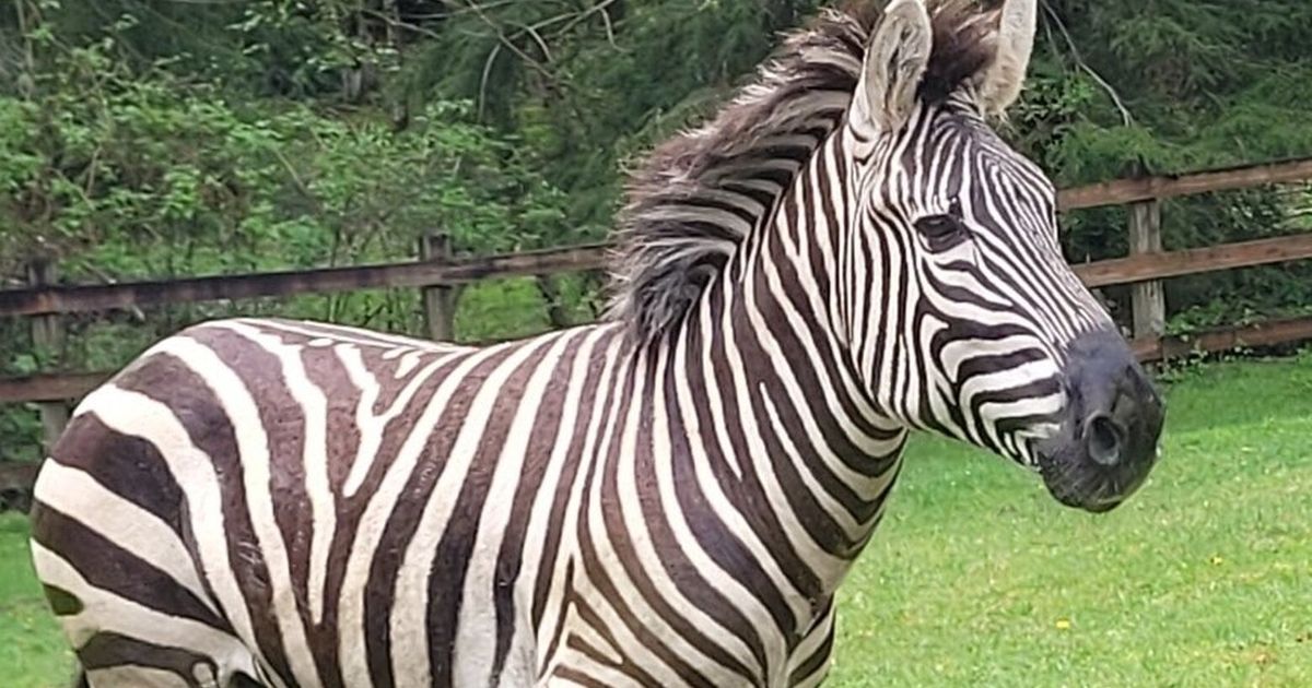 As WA zebra search continues, officials ask people to stop crowding ...