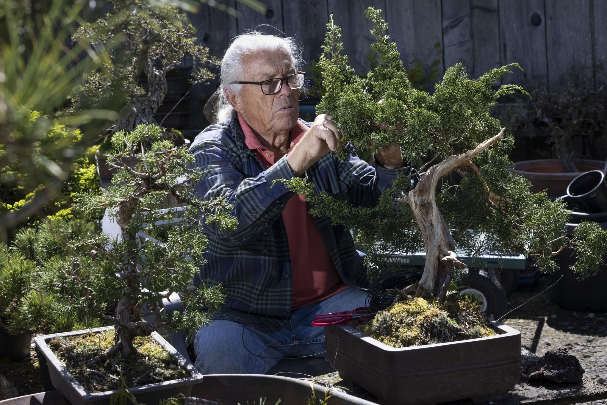 A Bremerton bonsai master has created his own Eden of ancient art and  nature | The Seattle Times