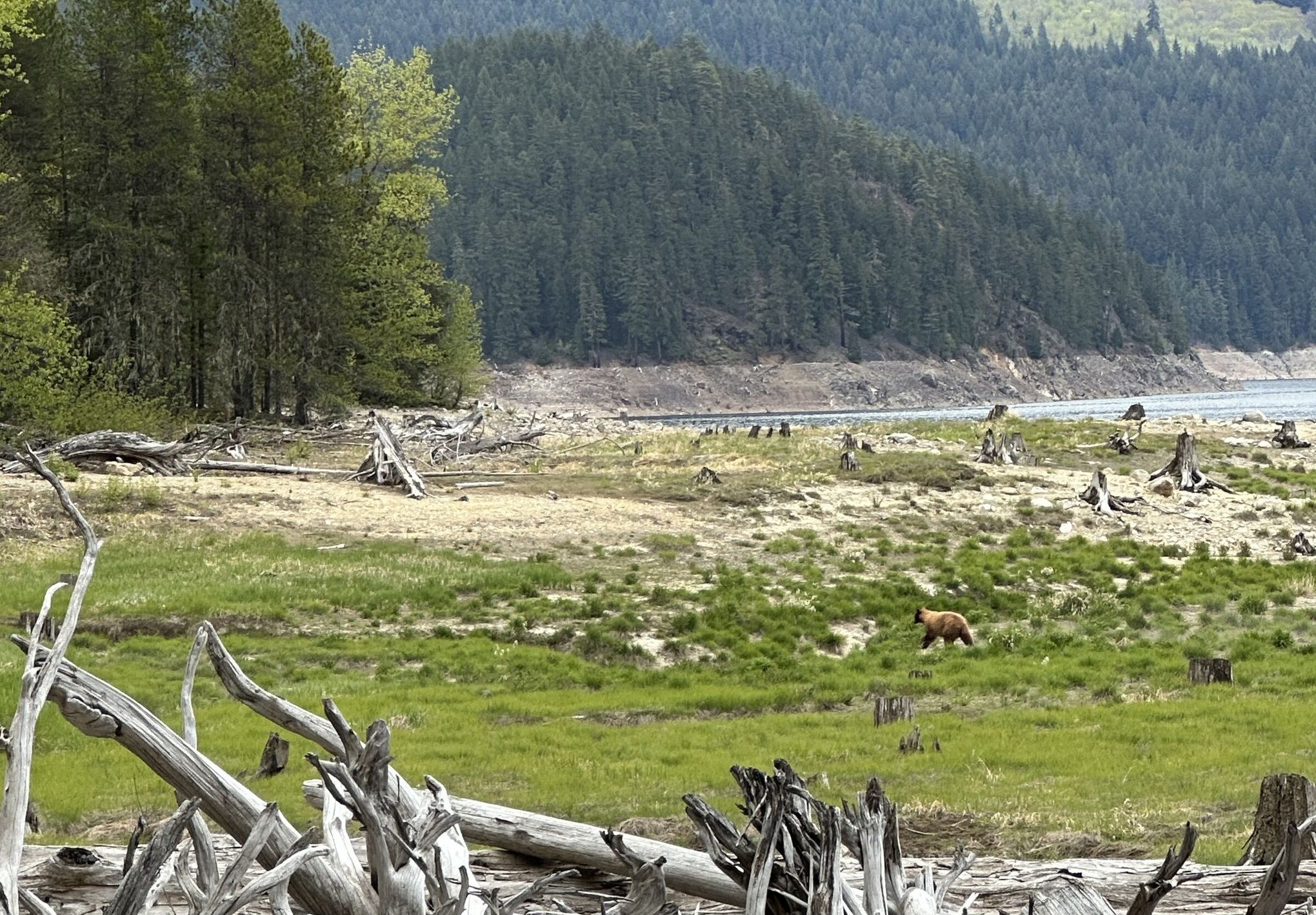 Bears in the North Cascades: What you should know if you spot one 