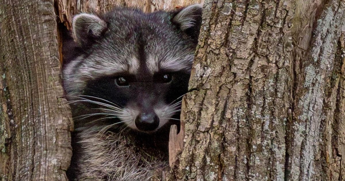 This Sweet Bellingham Wildlife Photo Proves You Can’t Camouflage Cute 