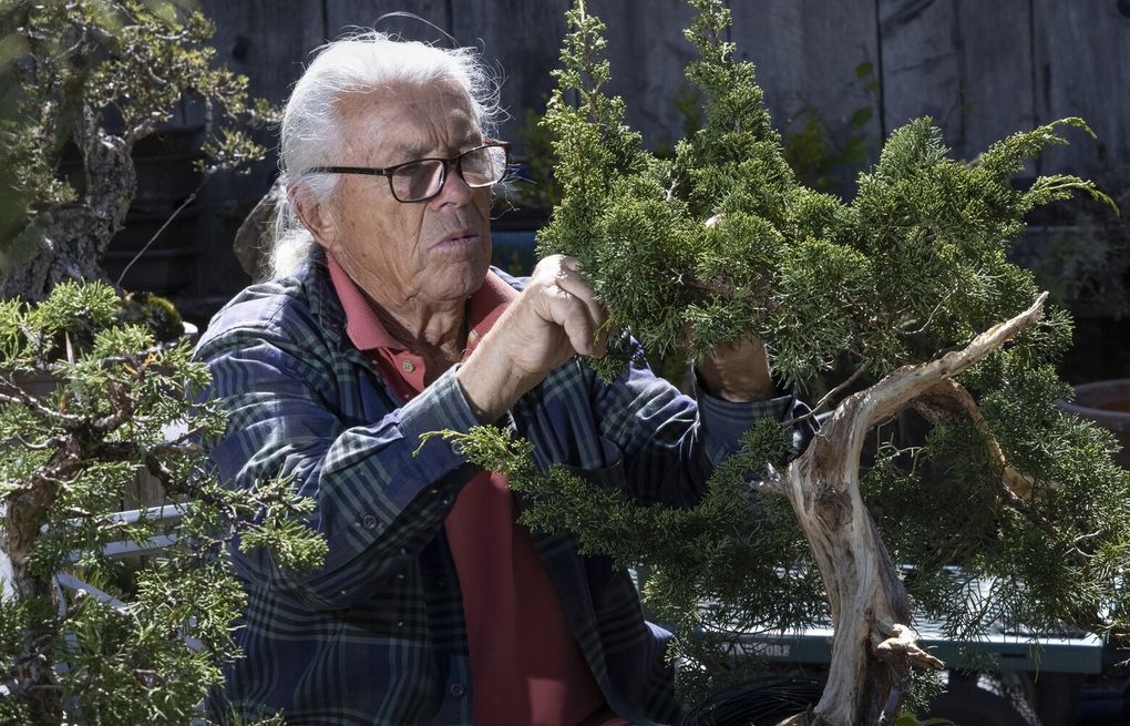 A Bremerton bonsai master has created his own Eden of ancient art and  nature | The Seattle Times