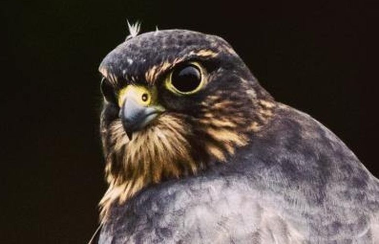 Male merlin sits on a wire in Normandy Park.