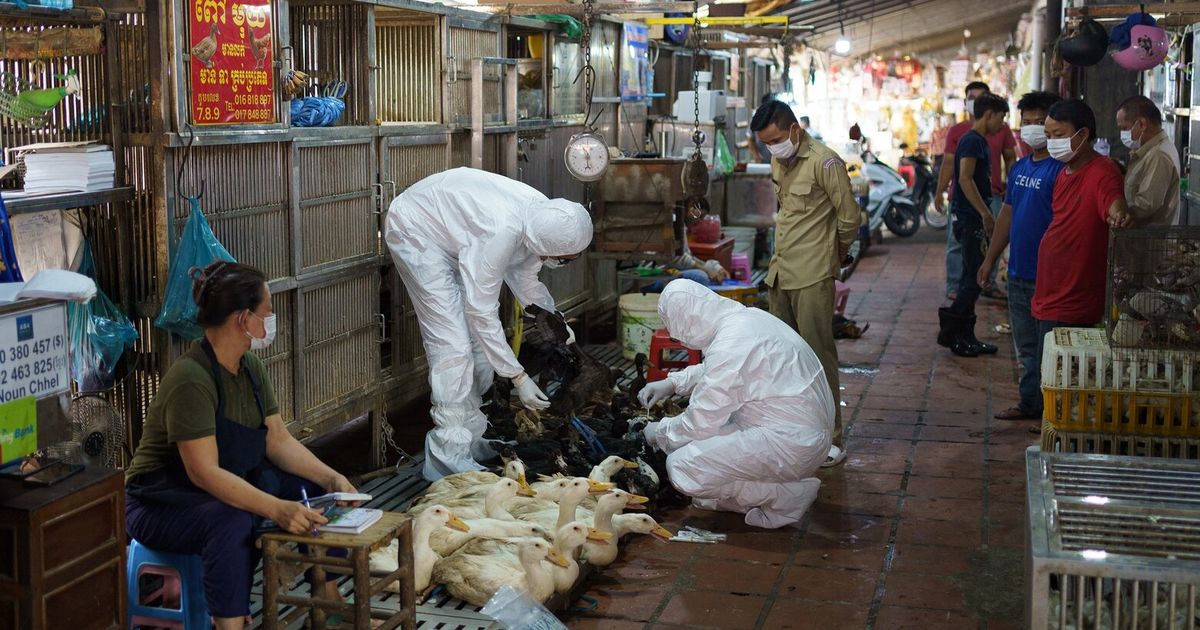 The disease detectives trying to keep the world safe from bird flu