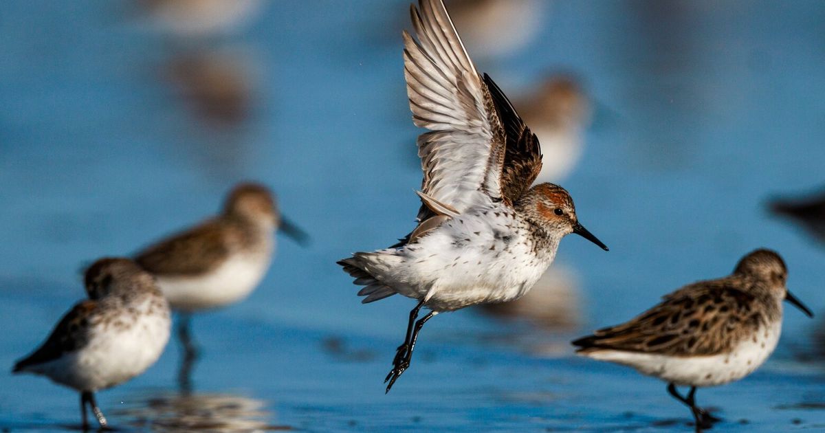 Can a tiny shorebird stop the massive expansion of a container port?