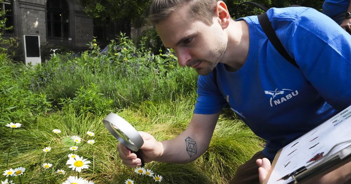 Butterflies, bees, bugs and more: The summer of insect-counting gets underway in Germany