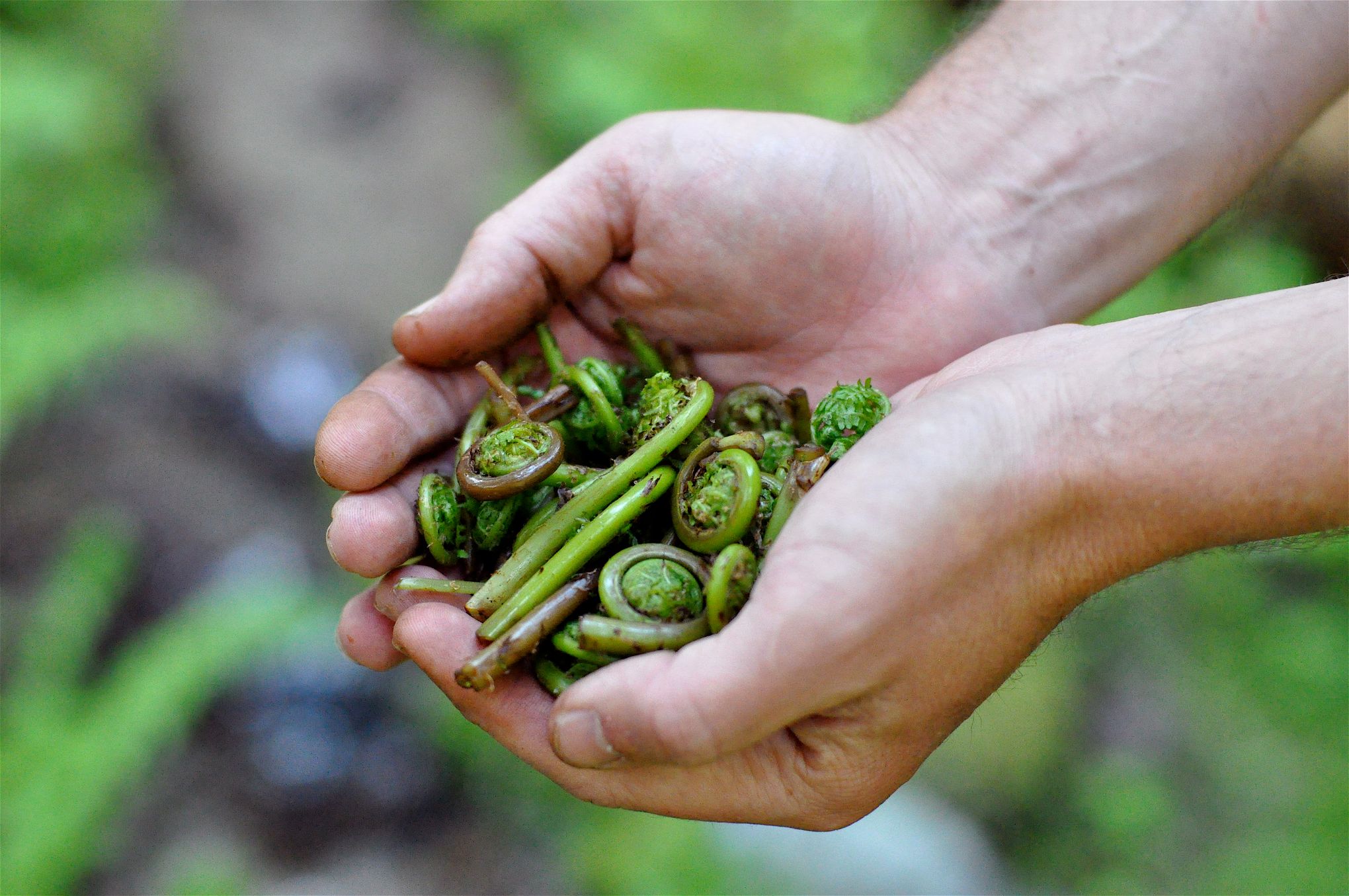 Foraging opens a world of food hiding in plain sight | The Seattle Times