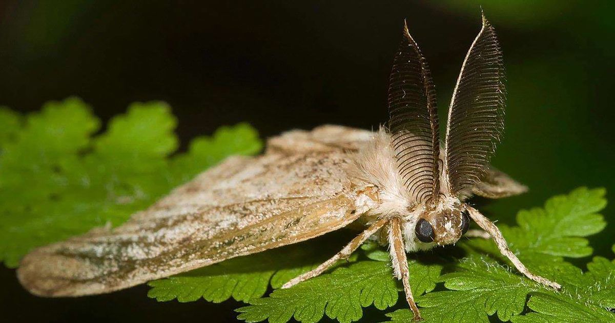 WA to spray parts of Skagit, Thurston counties to rid of spongy moth