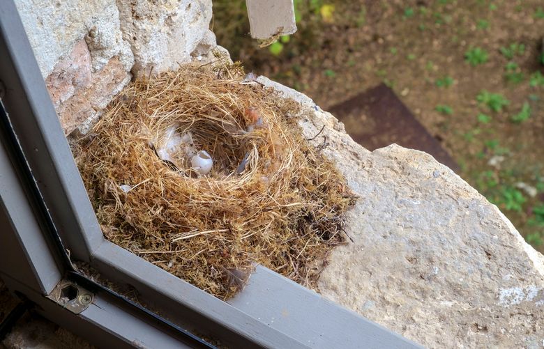 If avoiding a nest isn’t an option (there’s no alternate entrance to your home, or the nest is in your mailbox, for example), call a licensed wildlife rehabilitator. (Getty Images)