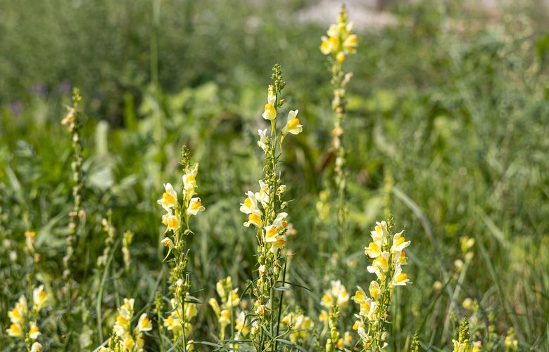 Yellow toadflax (linaria) flowers are beautiful, but considered invasive. (Getty Images)