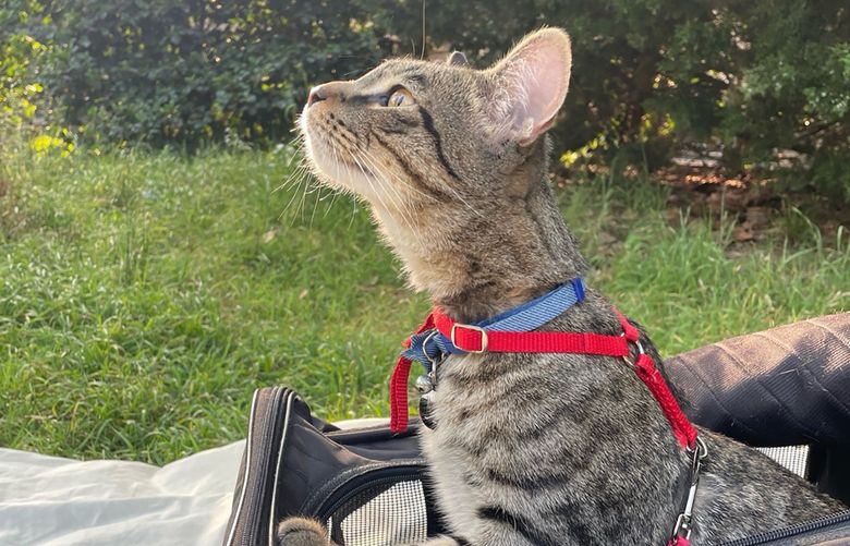 Mouse the cat enjoys time outside of the house from the safety of his carrier. (Colleen Grablick for The Washington Post)