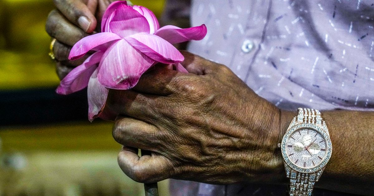 What exactly were the lotus-eaters eating in ‘The Odyssey’?