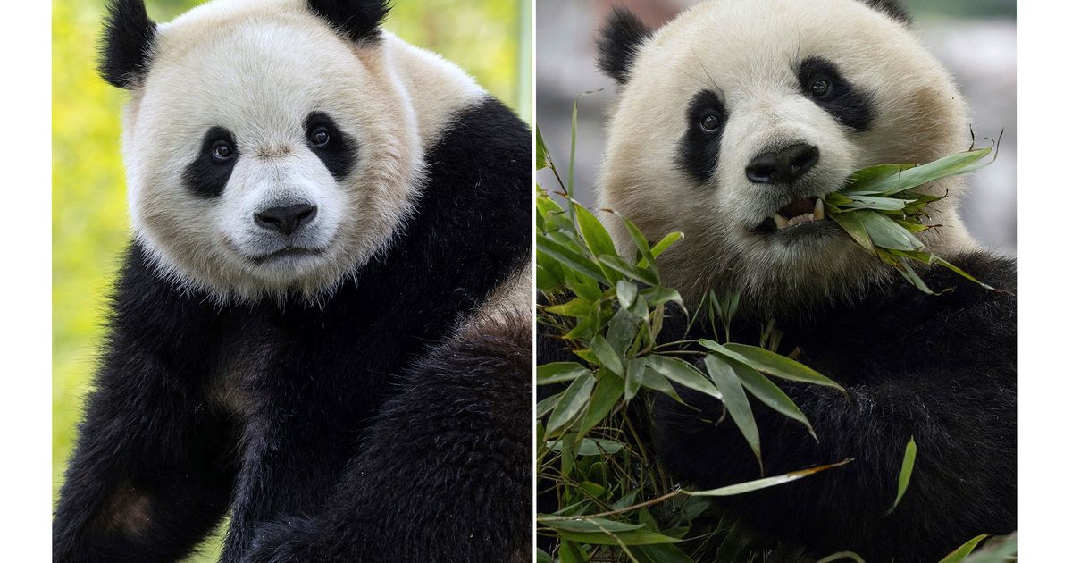 The Panda Party is back on as giant pandas will return to Washington’s ...