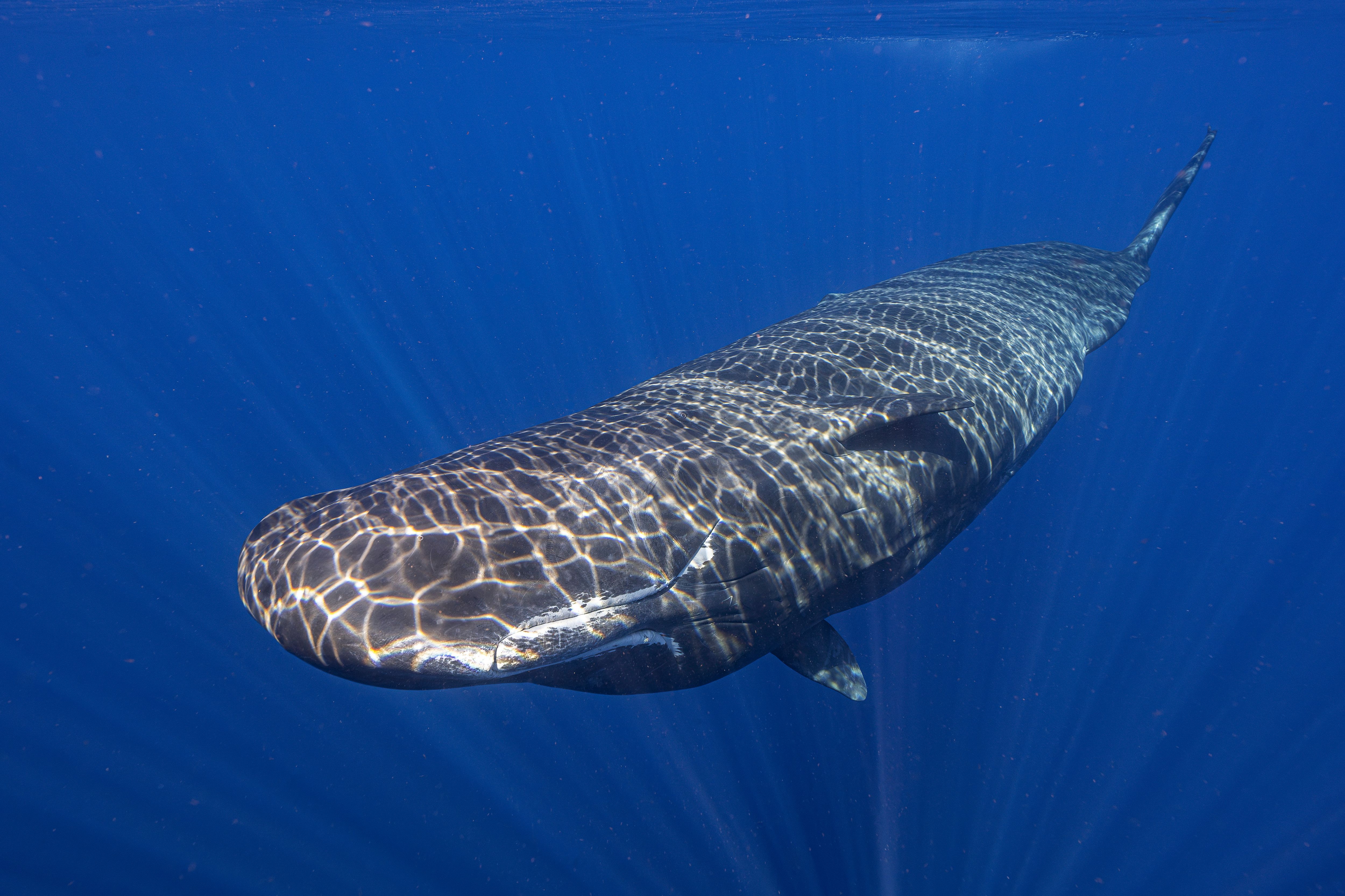 【値下げしました】Channel s Sperm Whale 5.5 Scientists are learning the basic building blocks of sperm whale