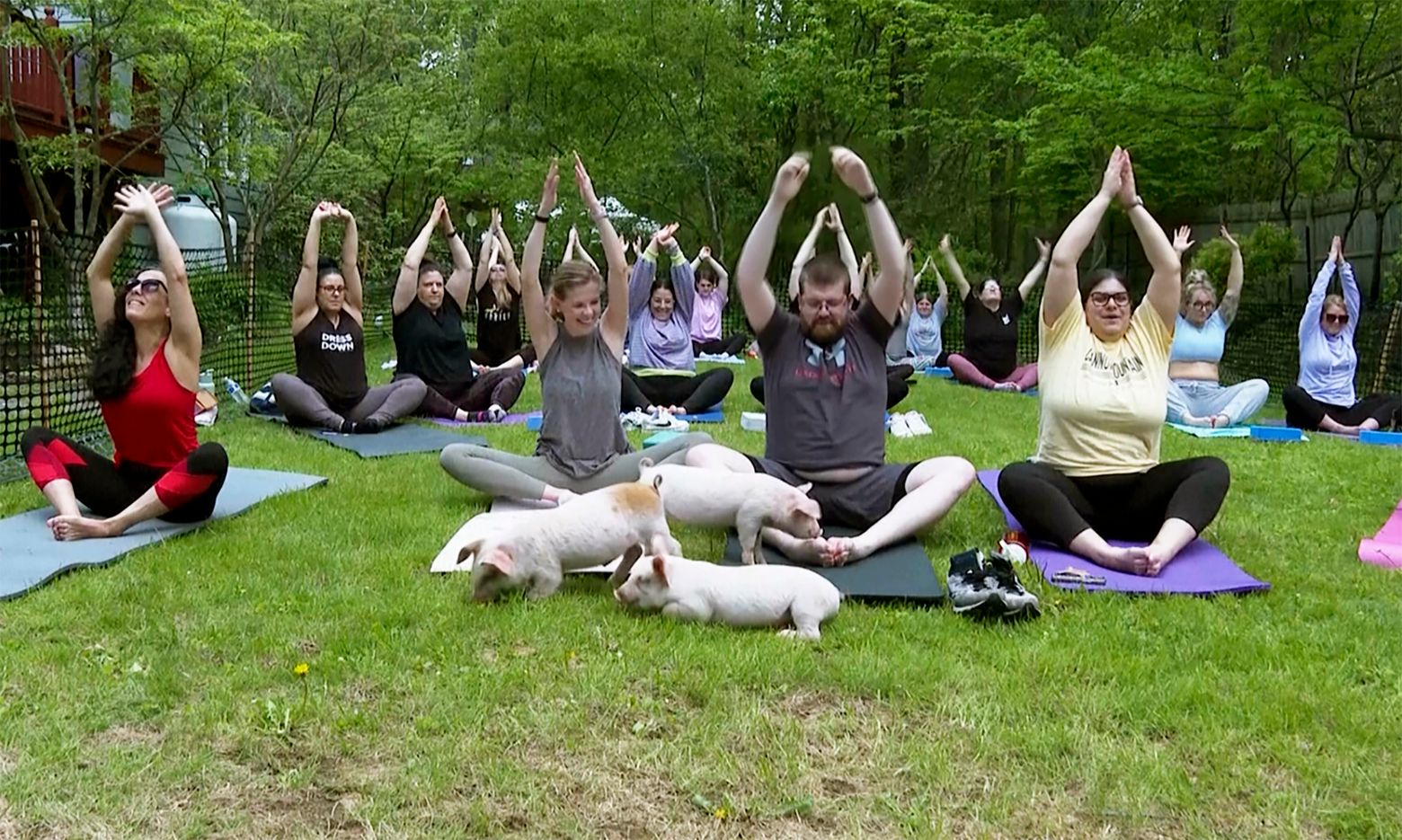 Three little piggies at a yoga class = maximum happiness | The Seattle Times