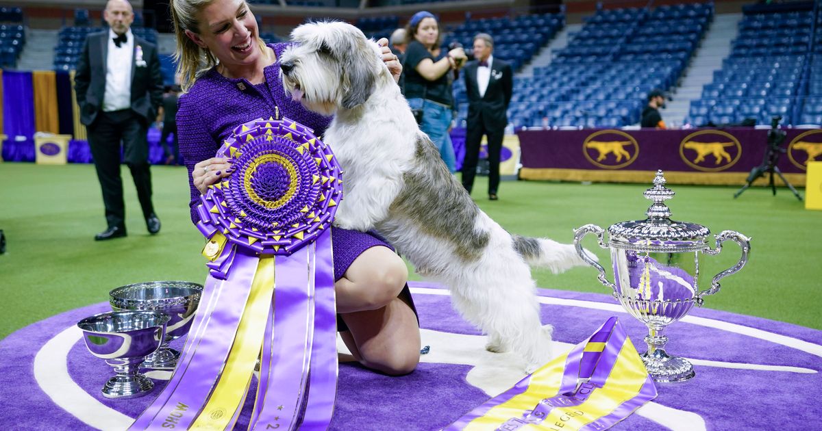 Dog Show 101: What’s what at the Westminster Kennel Club