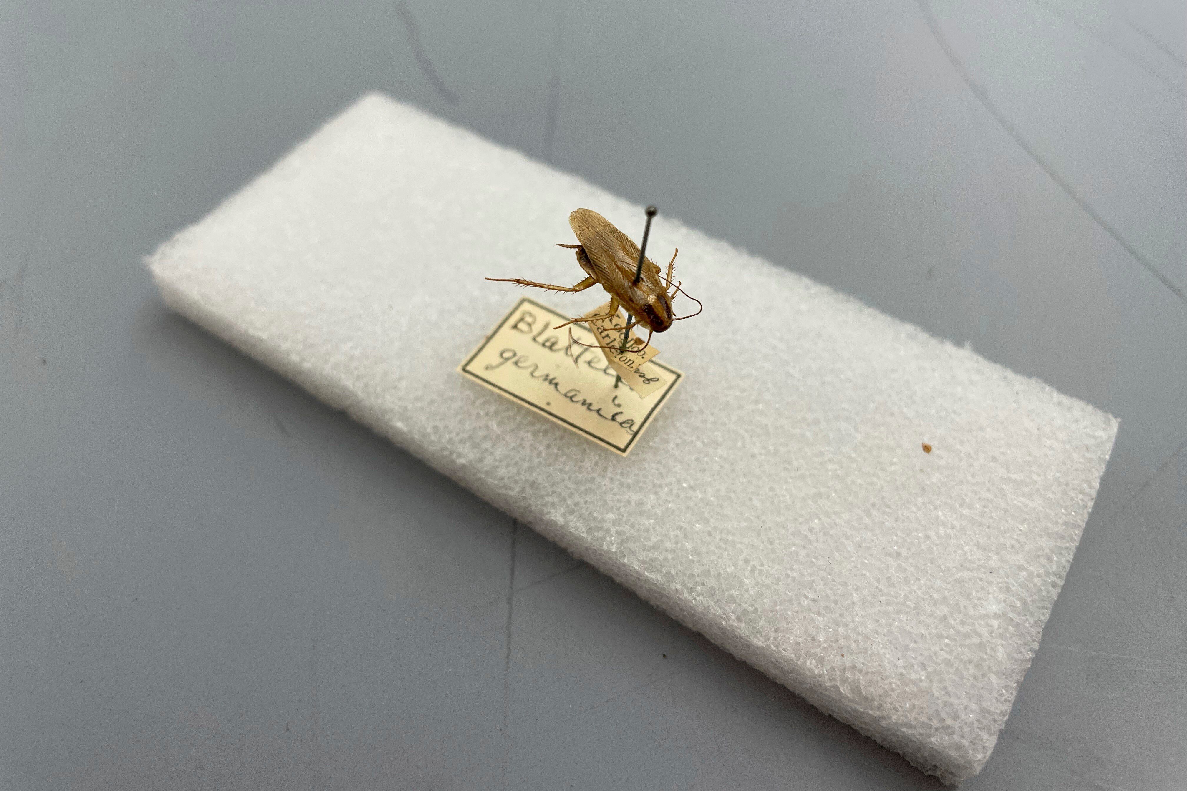 How cockroaches spread around the globe to become the pest we know