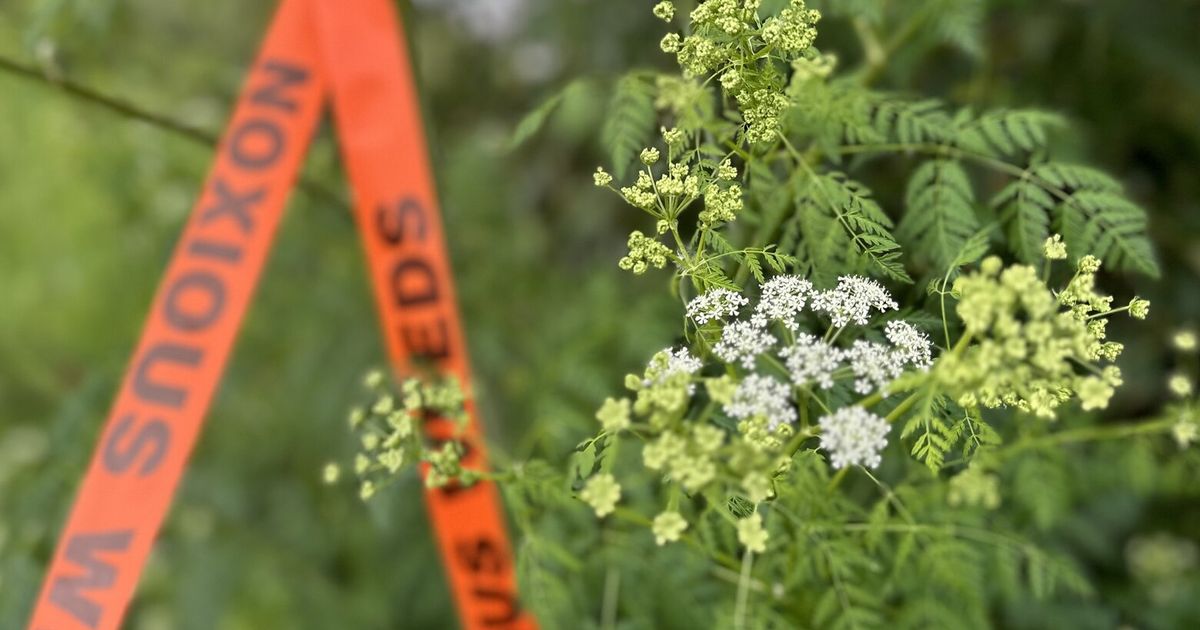 King County warns of spread of toxic weed poison hemlock