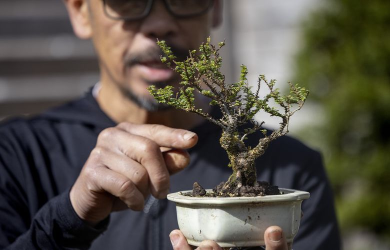 bonsai garnelen NEU! - Bonsai-Garden main image 1