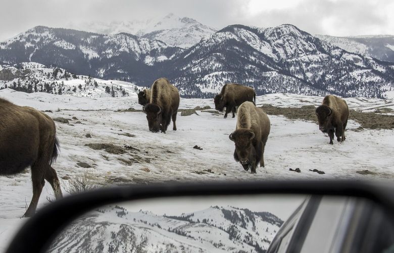 FILE – A bison herd within the Montana side of Yellowstone National Park, March 13, 2023. The bison at Yellowstone make up the country’s largest population, about 5,000, on public land. (Michael Hanson/The New York Times) XNYT0755 XNYT0755