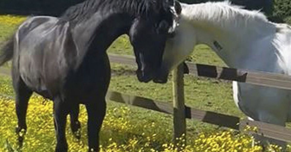 UK military horses hurt after bolting across London recovering | The ...