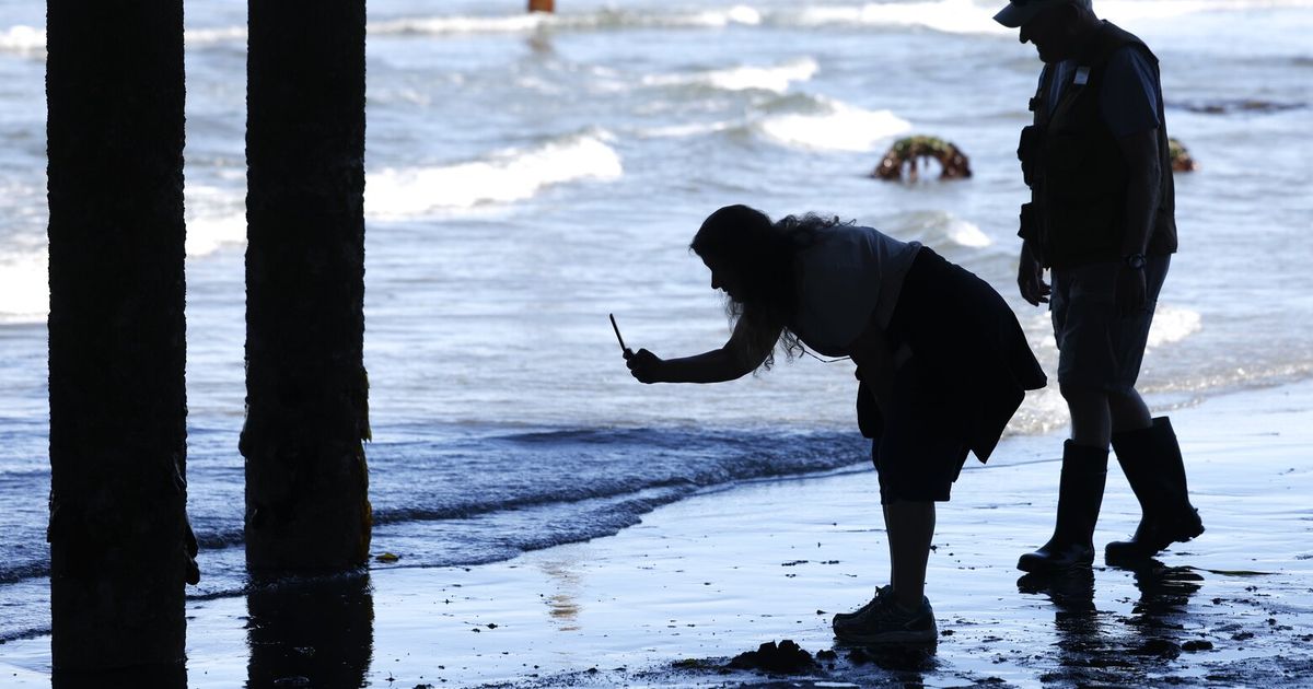 Where to see creatures as Puget Sound has lowest tides of year